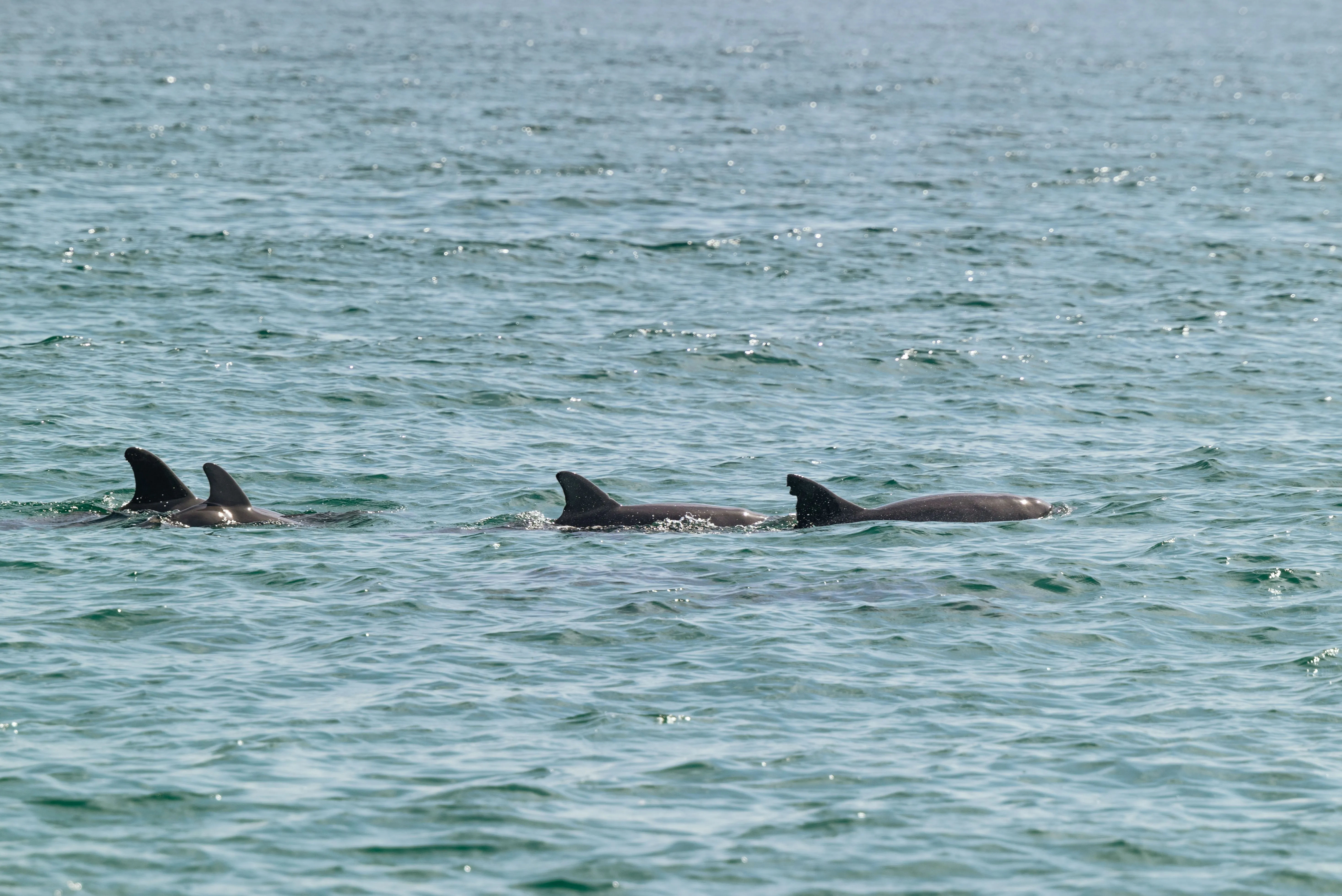 Dolphin watching