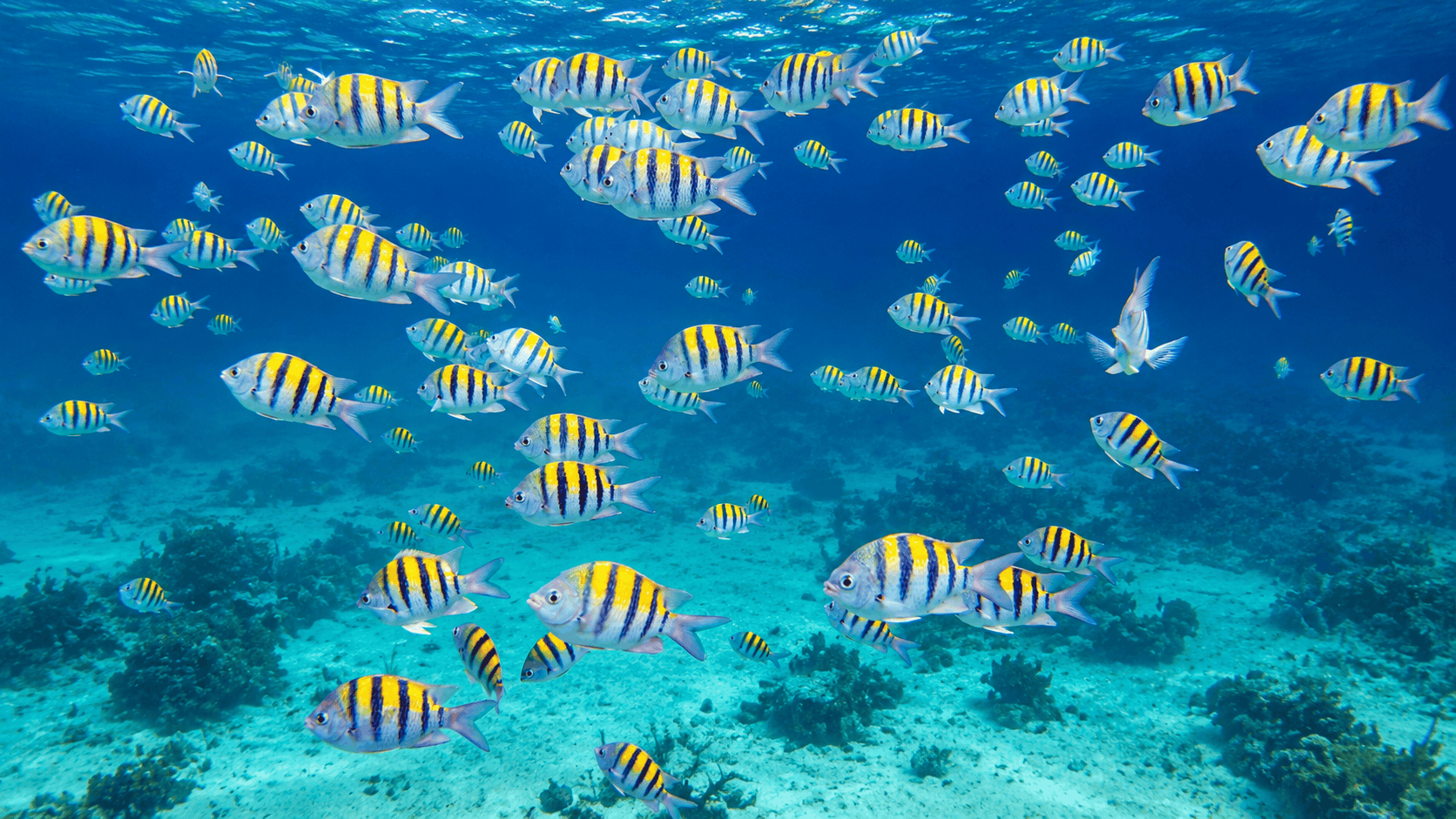 Cozumel Private Yacht Charter — Up to 14 Guests
