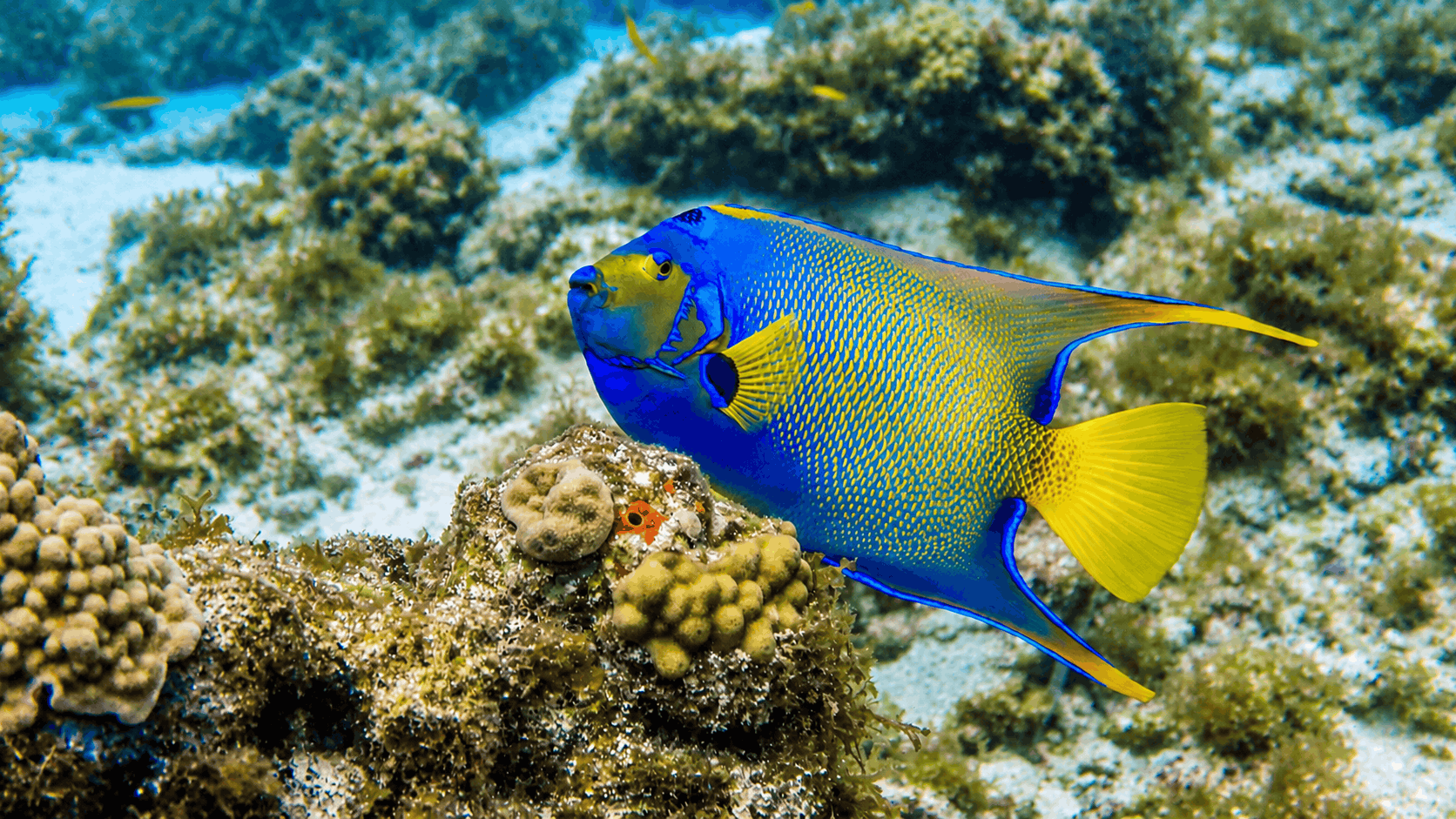 Cozumel Snorkeling Tour — Reef & El Cielo Starfish Sandbar