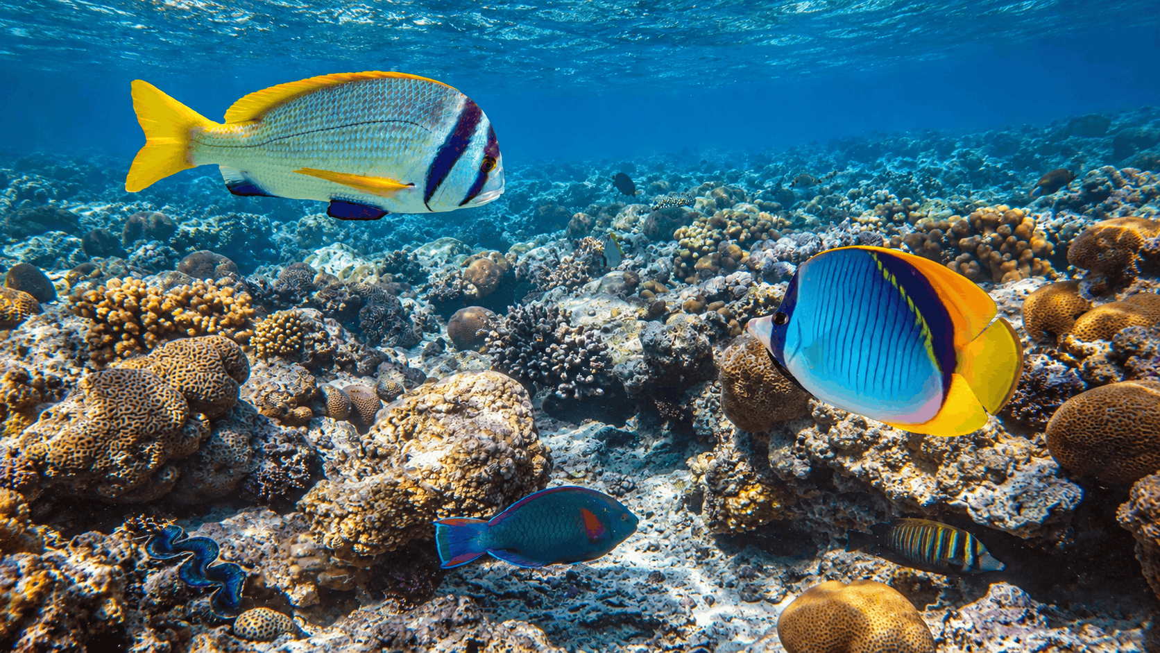 Cancun Snorkel Safari — Speedboat & Reef Snorkeling