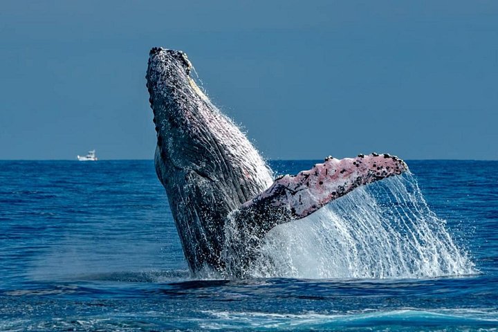 Whale Watching in Cabo: 2-Hour Small Group Tour to The Arch