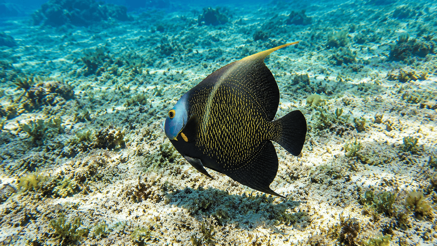 Cozumel Snorkeling Tour — Reef & El Cielo Starfish Sandbar