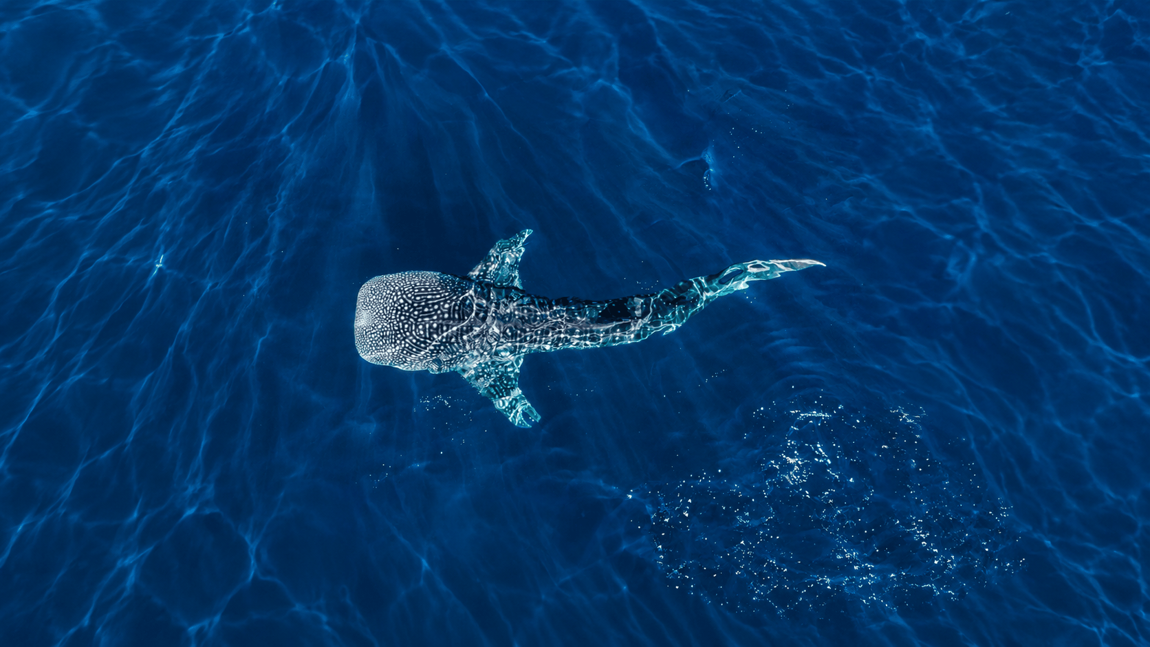 Cancun Whale Shark Tour — Swim with Whale Sharks (Jun–Sep)