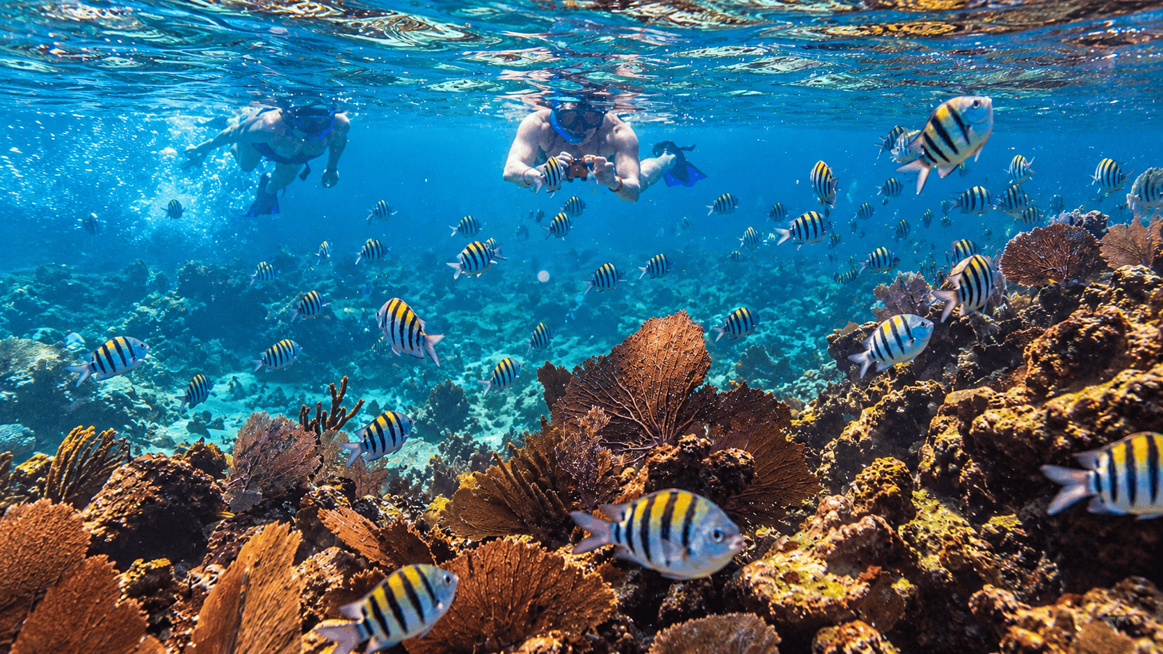 Puerto Morelos Sailing & Snorkeling — Marine Park Reef
