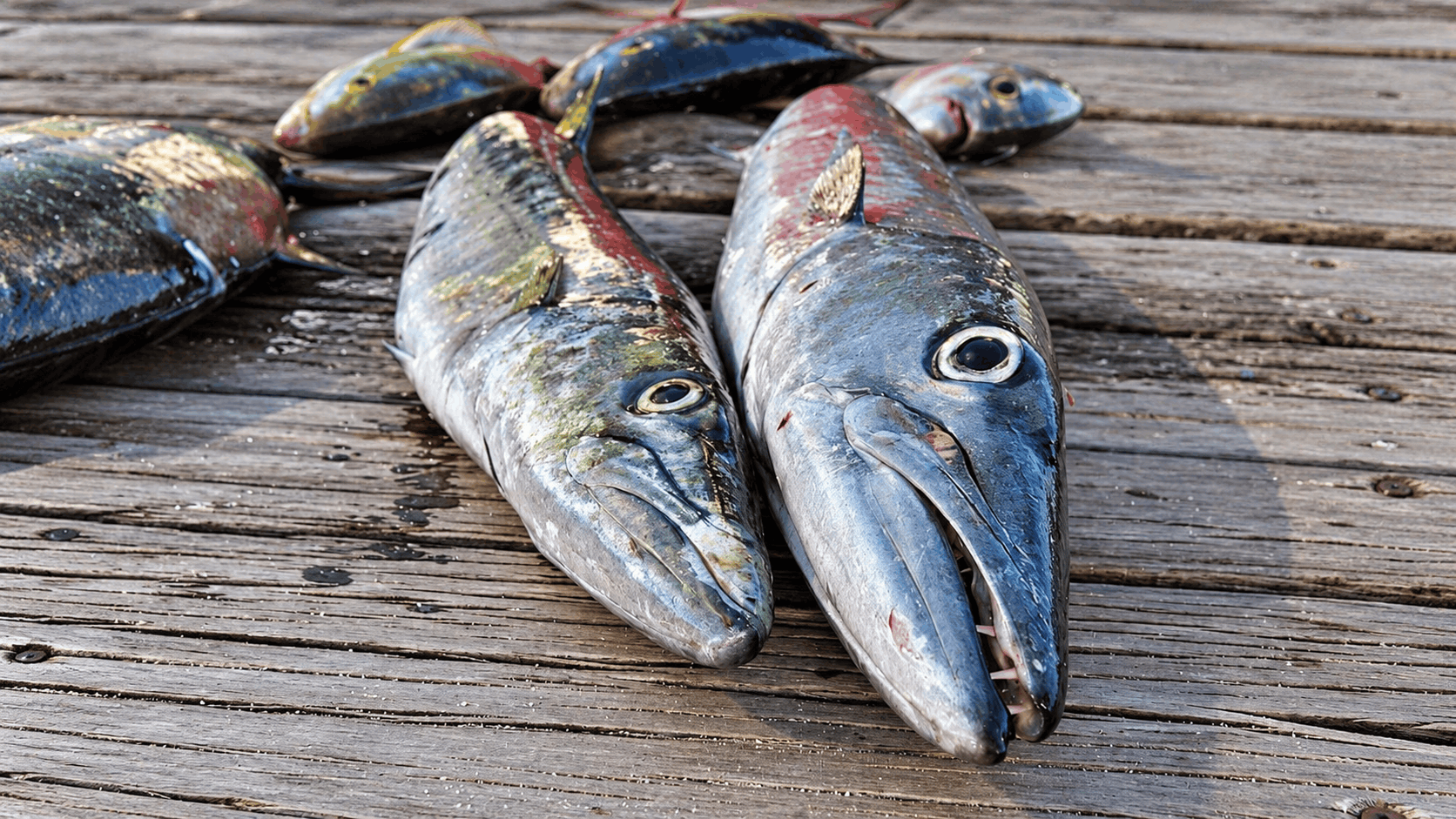 Private Belize Snorkeling & Fishing Tour with Beach BBQ, San Pedro