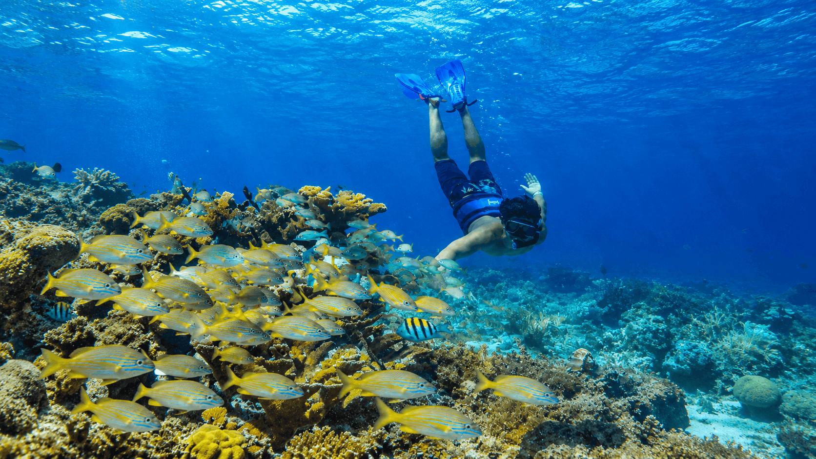 Puerto Morelos Sailing & Snorkeling — Marine Park Reef