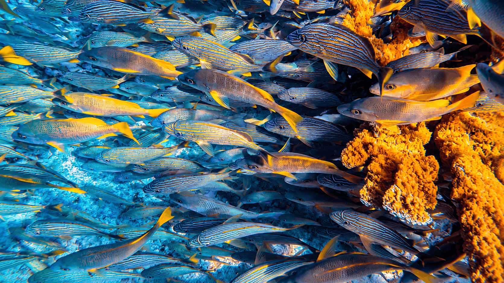 Cozumel Snorkeling Tour — Reef & El Cielo Starfish Sandbar