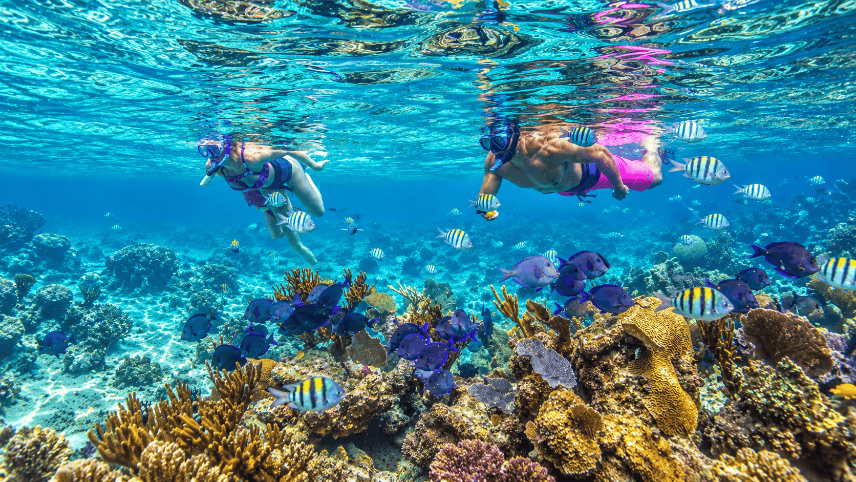 Riviera Maya Luxury Sailing & Snorkeling — Reef, Paddleboard & Open Bar
