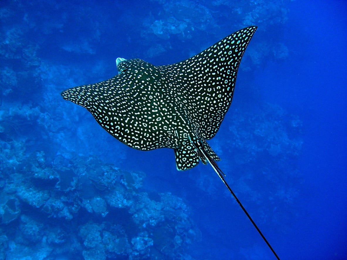 Turks and Caicos Private Boat Tour