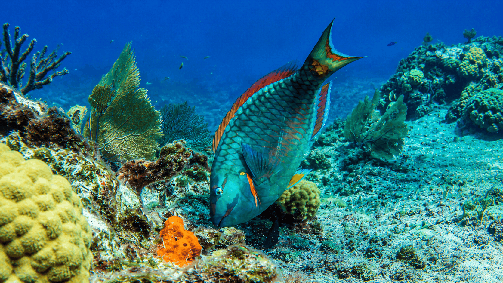 Cozumel Snorkeling Tour — Reef & El Cielo Starfish Sandbar