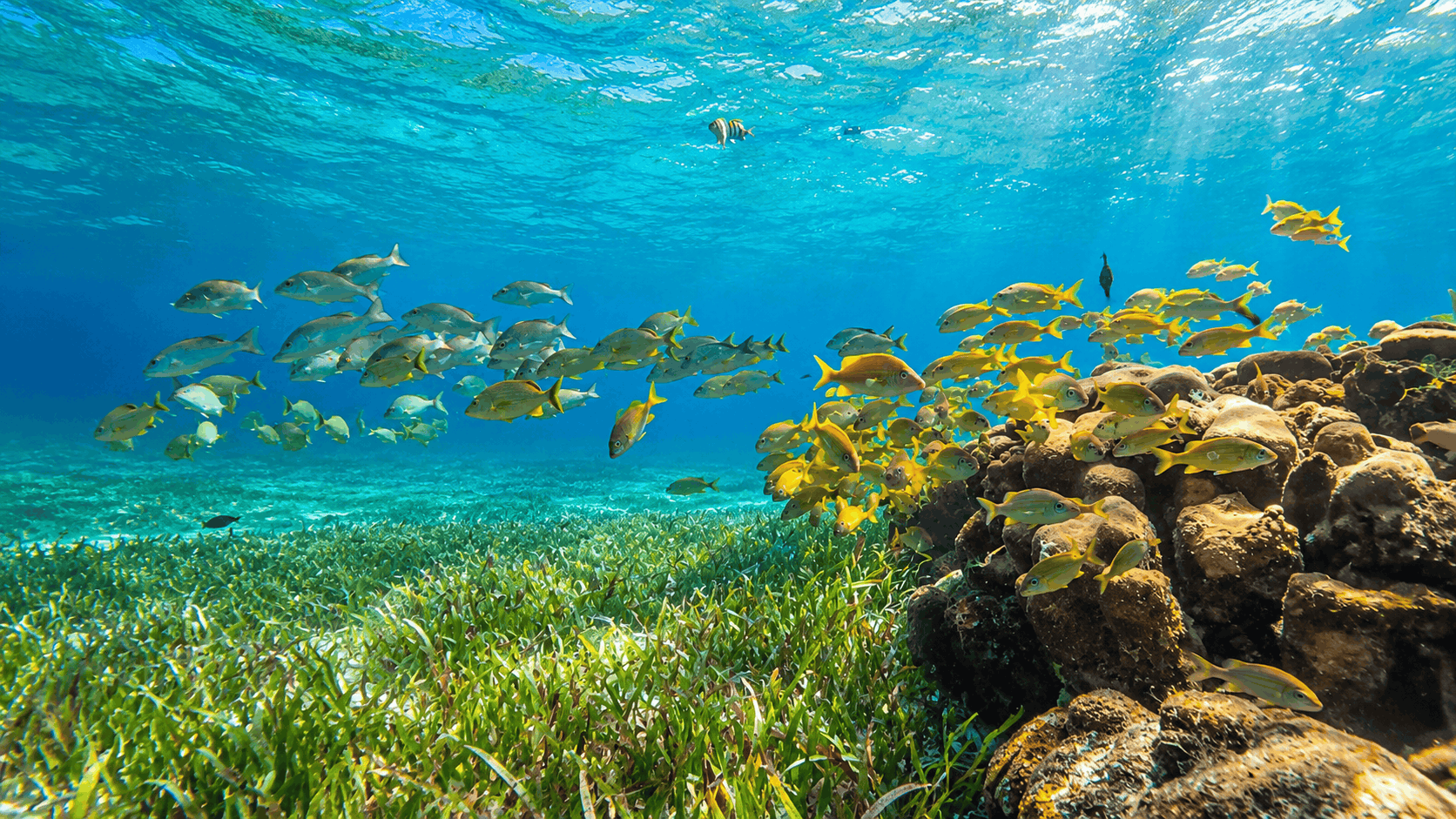 Isla Mujeres Luxury Sailing from Cancun — Snorkel, Lunch & Open Bar