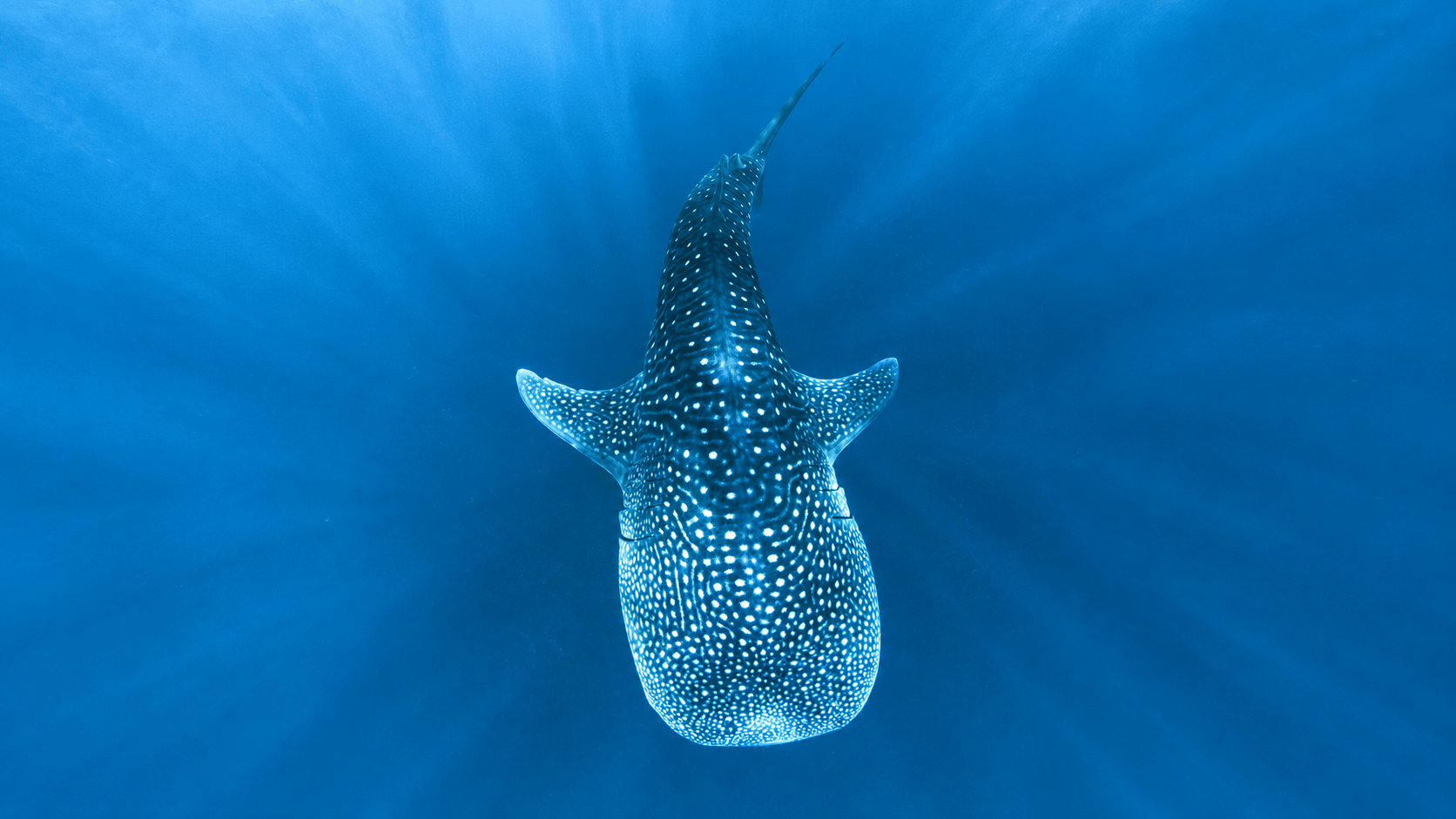 Cancun Whale Shark Tour — Swim with Whale Sharks (Jun–Sep)