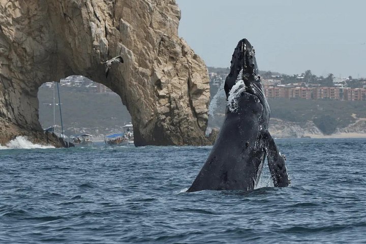 Whale Watching in Cabo: 2-Hour Small Group Tour to The Arch