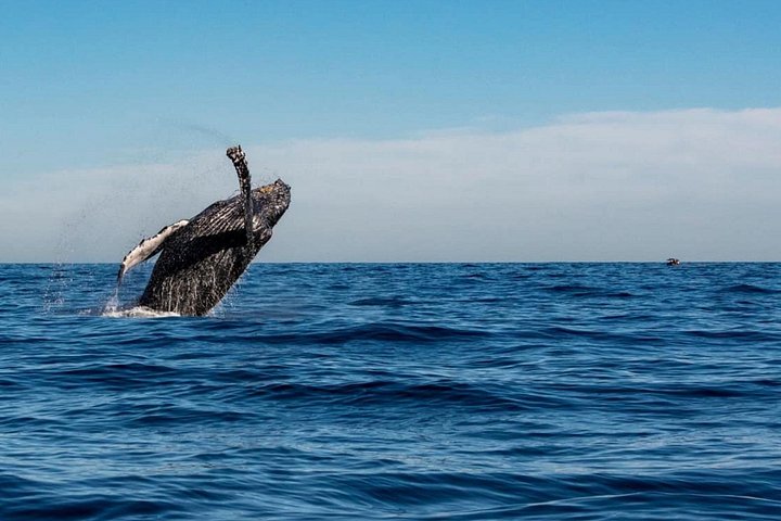 Whale Watching in Cabo: 2-Hour Small Group Tour to The Arch