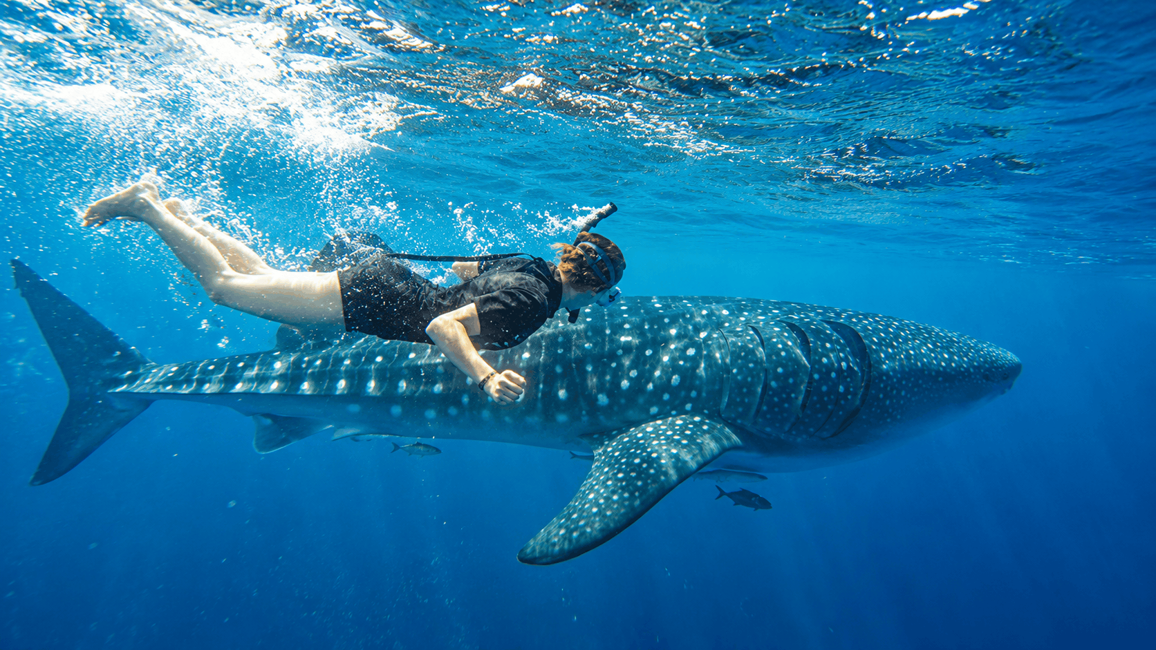 Cancun Whale Shark Tour — Swim with Whale Sharks (Jun–Sep)