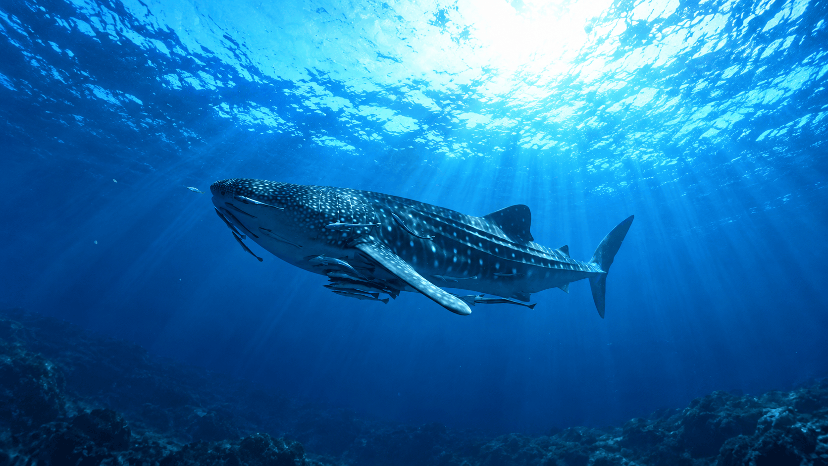 Cancun Whale Shark Tour — Swim with Whale Sharks (Jun–Sep)