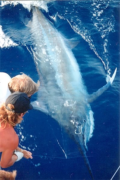 Private Big Game Fishing Charter Mauritius: Black River