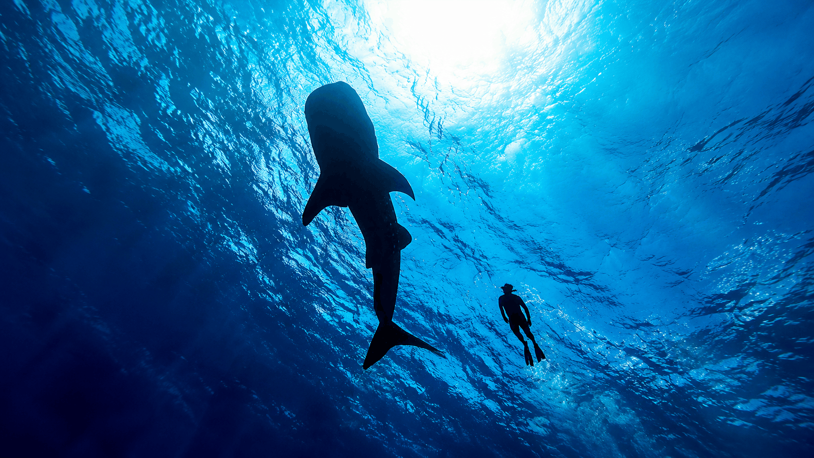 Cancun Whale Shark Tour — Swim with Whale Sharks (Jun–Sep)