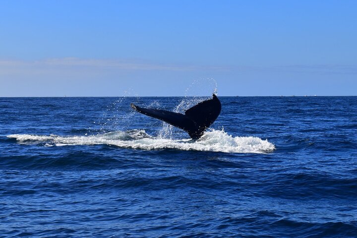 Whale Watching in Cabo: 2-Hour Small Group Tour to The Arch