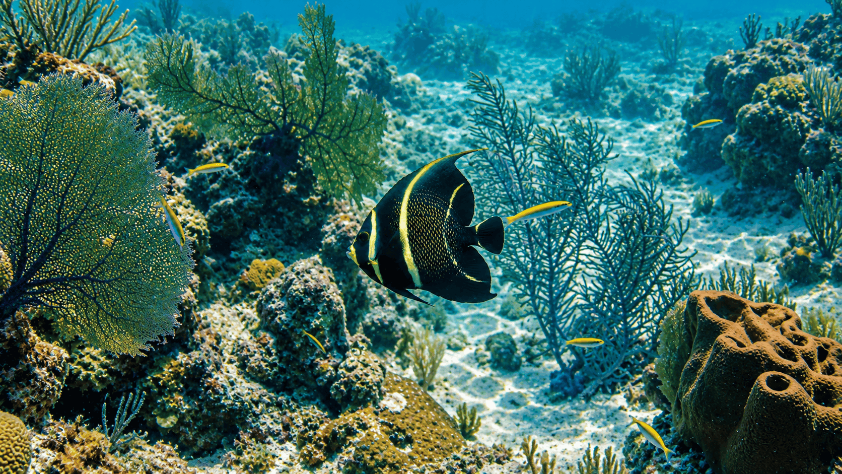 Cozumel Snorkeling Tour — Reef & El Cielo Starfish Sandbar