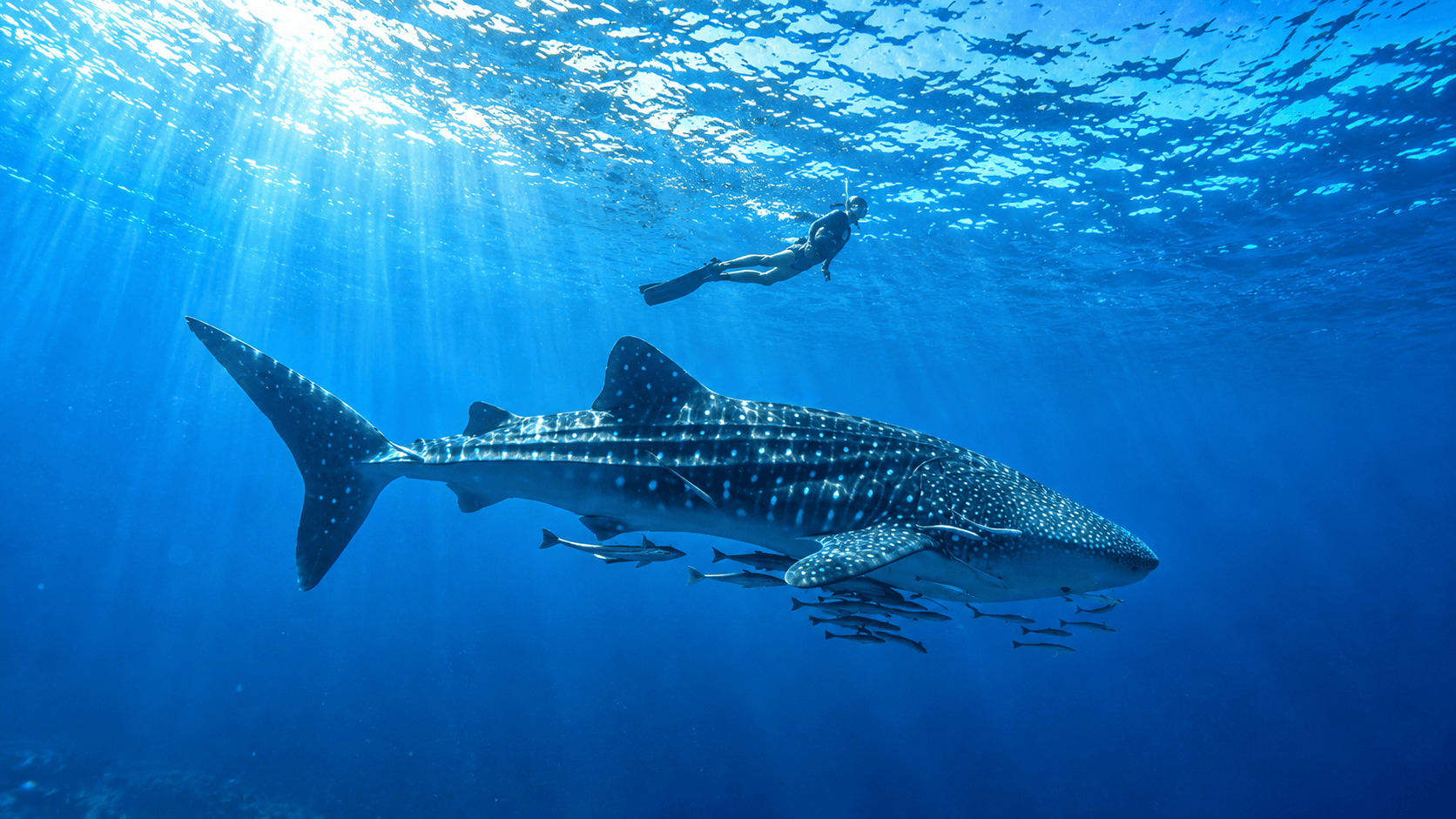 Swim #1 with whale sharks