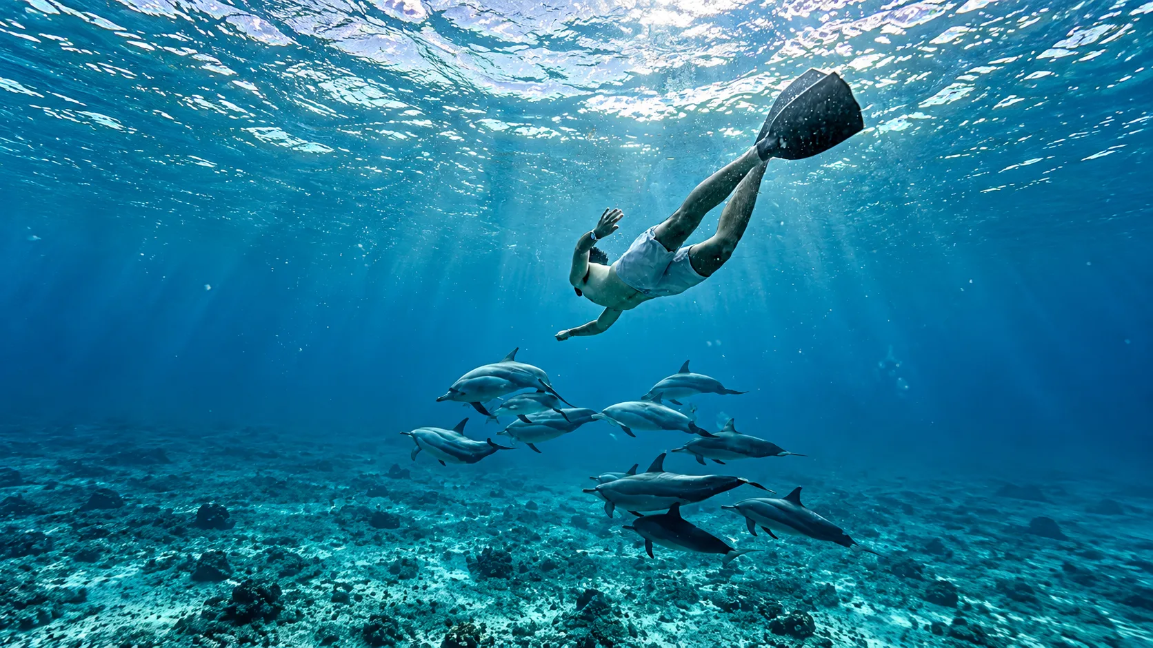 Dolphins off the west coast