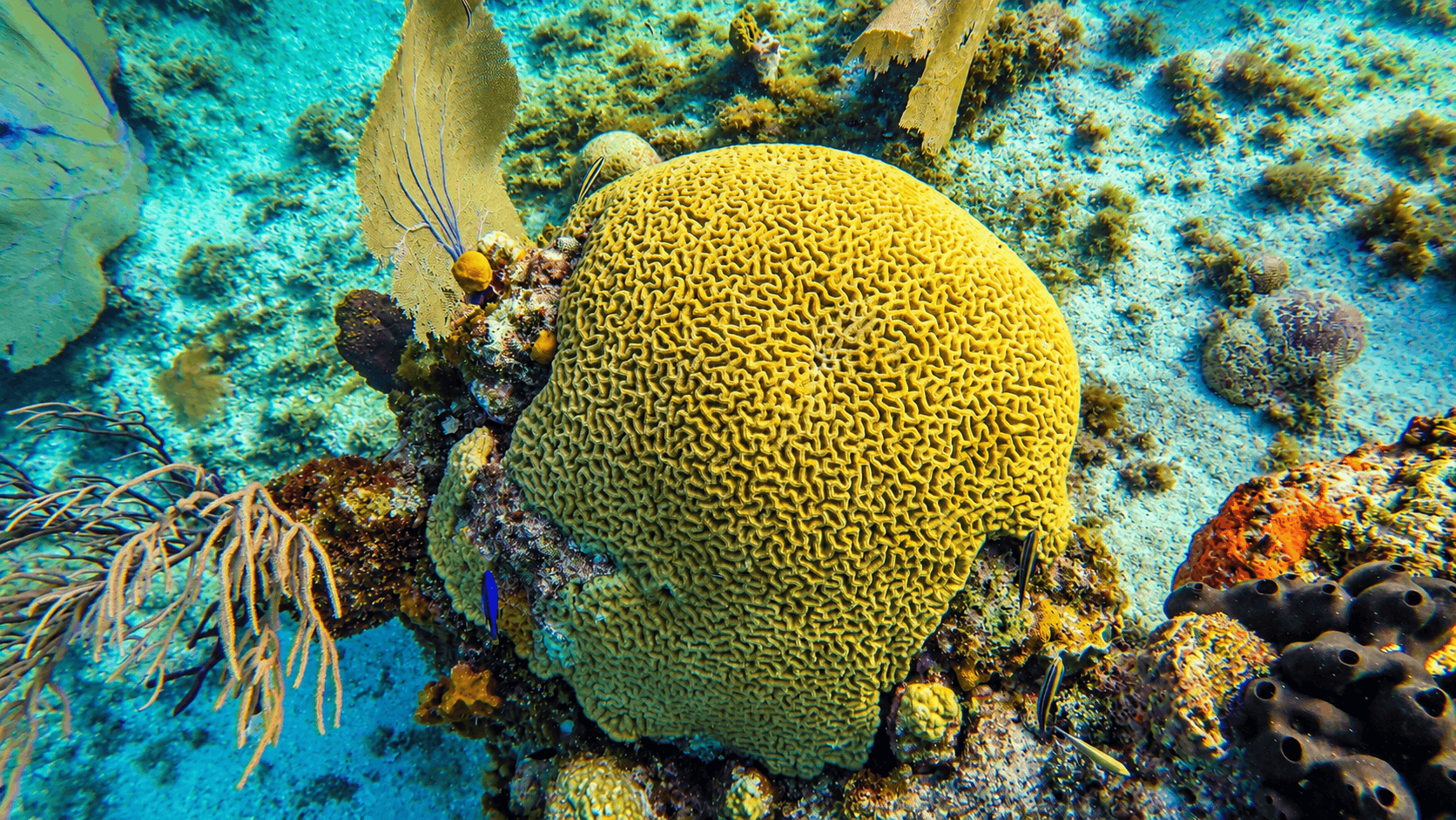 Cozumel Snorkeling Tour — Reef & El Cielo Starfish Sandbar
