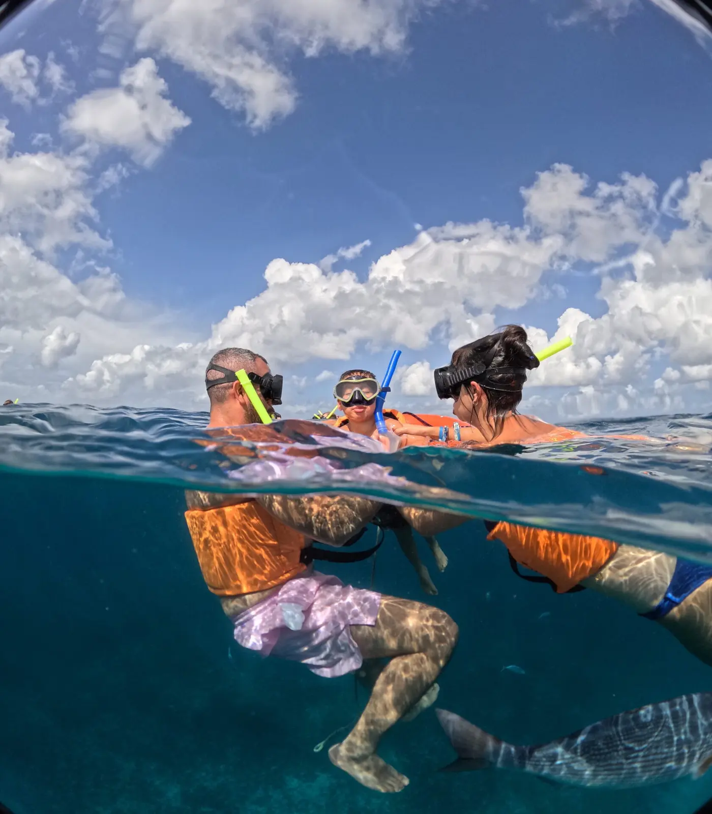 Snorkelers in orange vests and masks at the surface, shown half above and half below the water