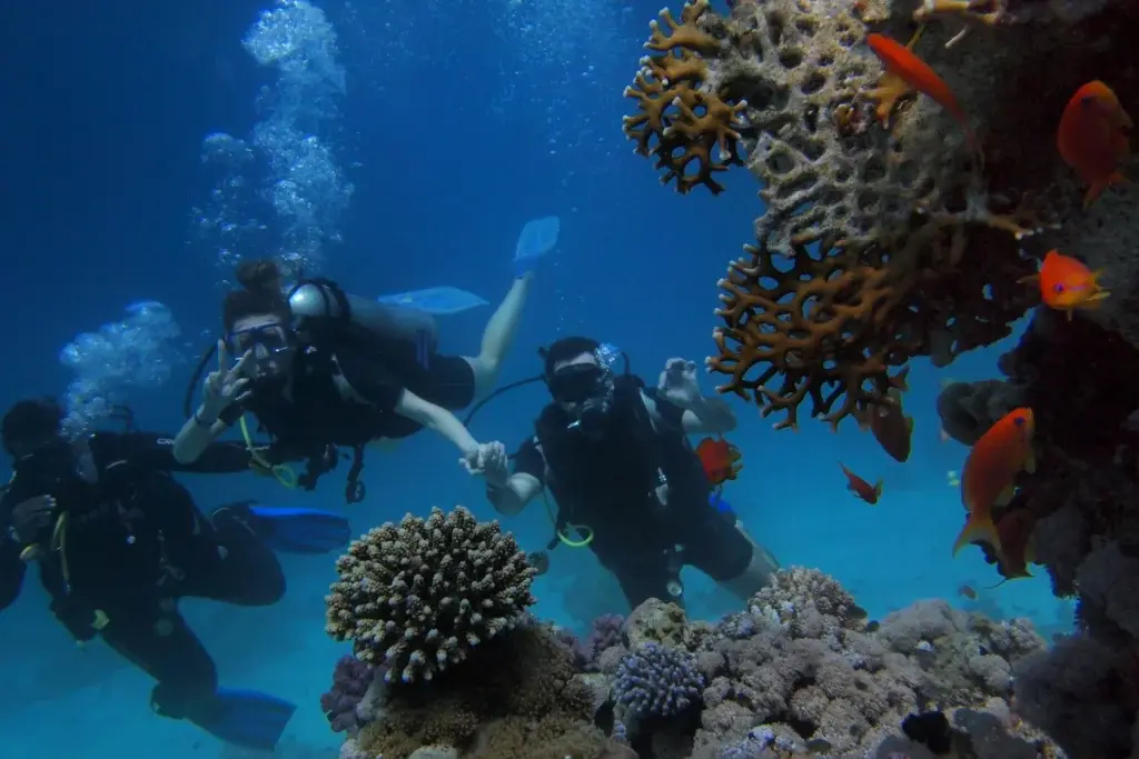 Diverse group of scuba divers exploring vibrant coral reefs with colorful fish.

