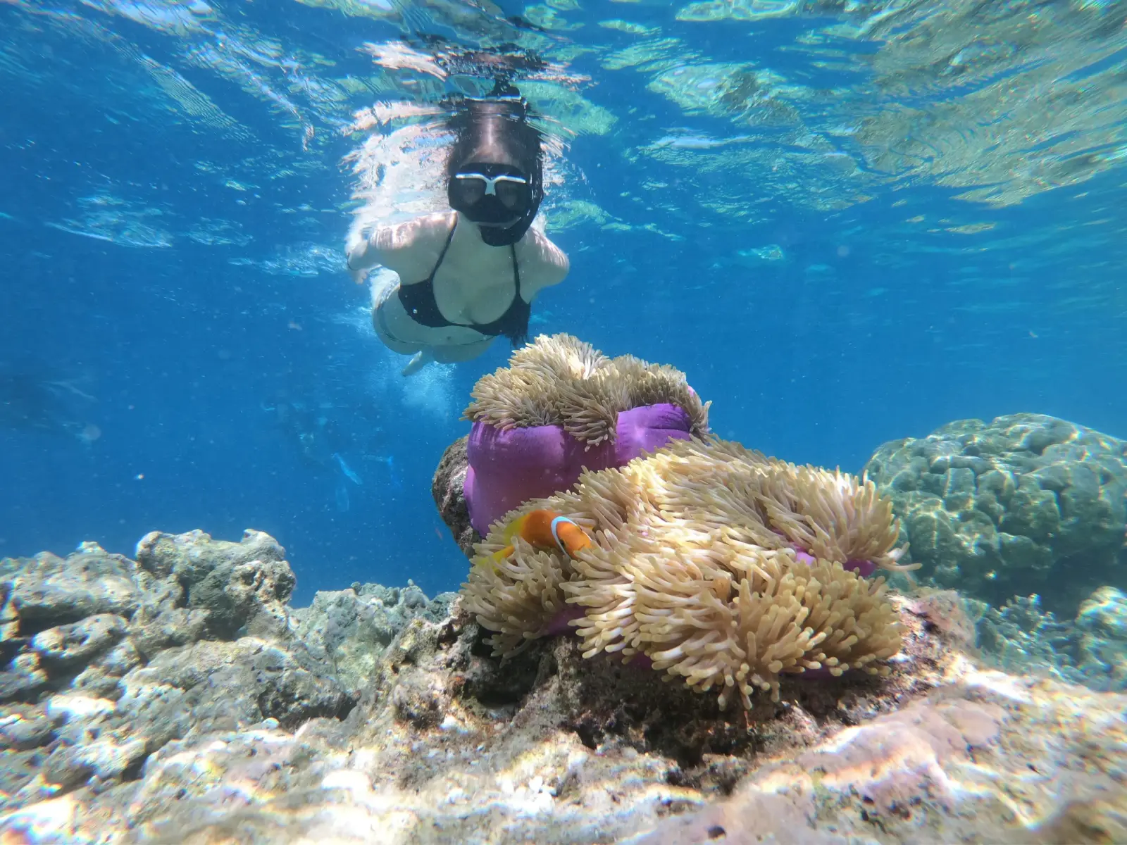A snorkeler swims above a sea anemone with clownfish on a coral reef
