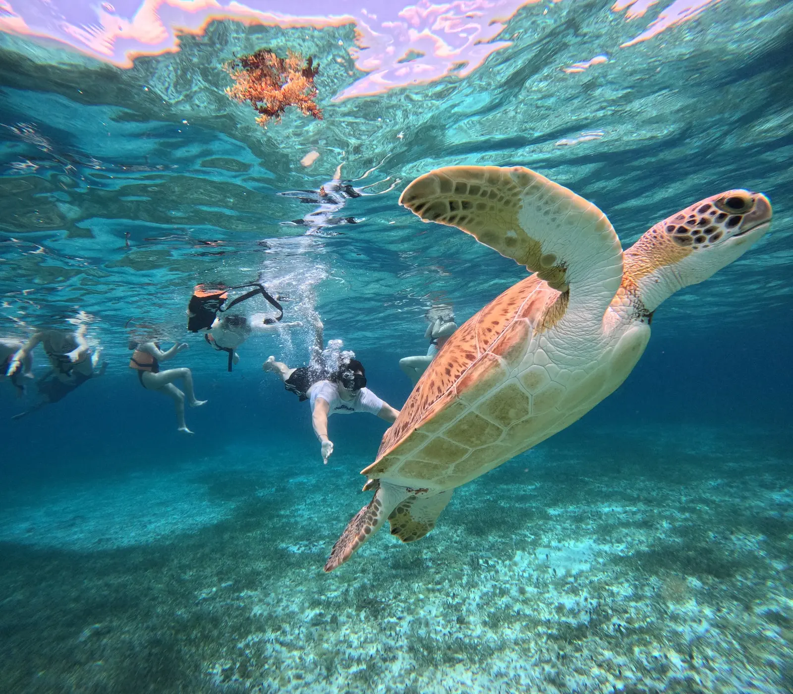 Sea turtle swimming past a group of snorkelers in clear blue water