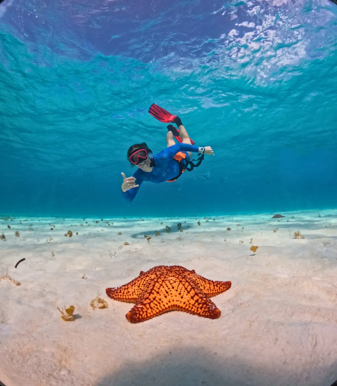 A snorkeler in red fins dives down toward an orange starfish on the white sand bottom