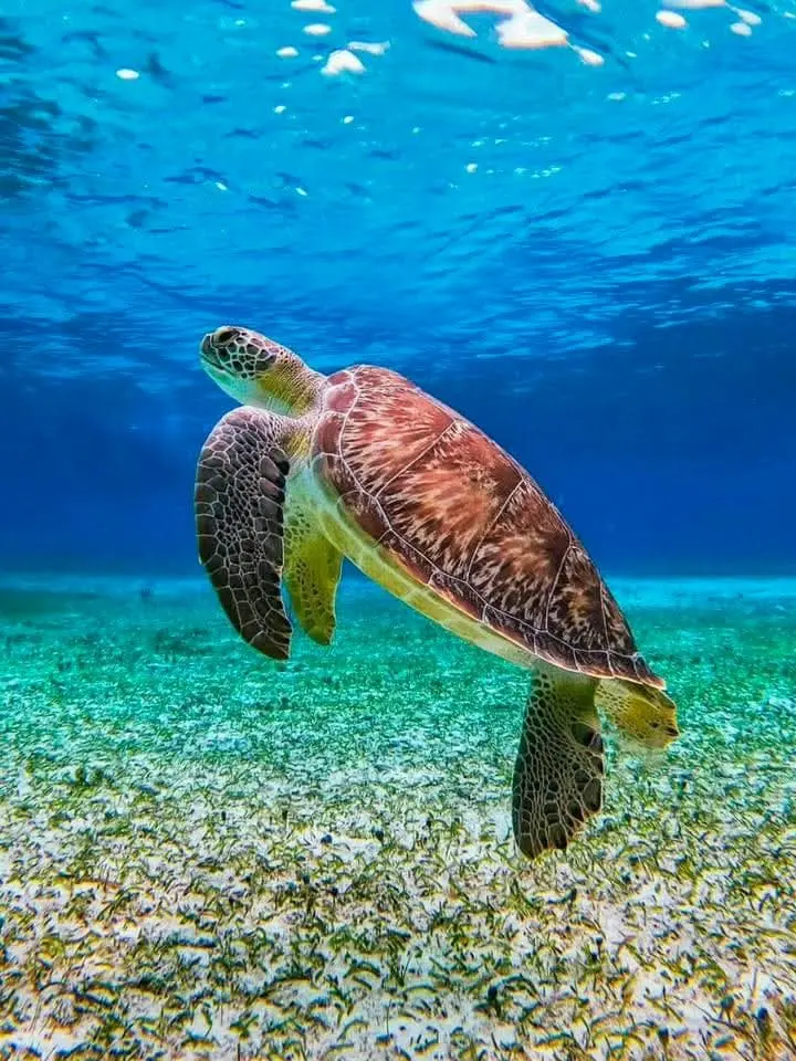 Sea turtle gliding above a green seagrass bed in clear blue water