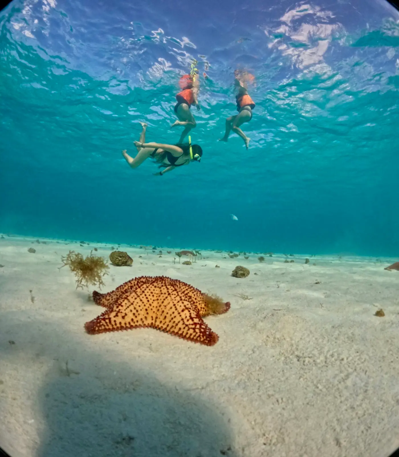 Orange starfish on the sandy seabed as snorkelers in life vests float at the surface above