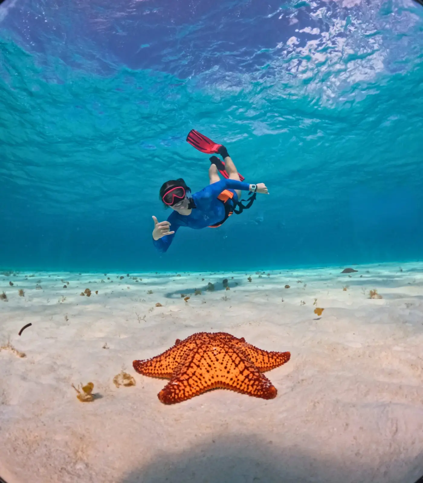 Snorkeler swimming above a sandy seabed with a large orange starfish in clear turquoise underwater conditions.