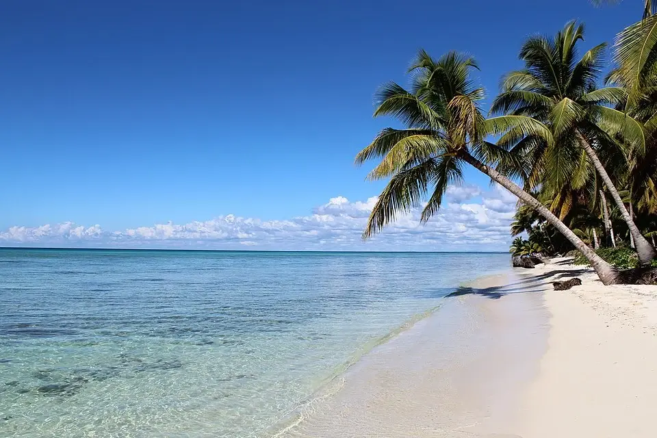 Palm-lined white sand beach with crystal-clear turquoise water on Saona Island, Dominican Republic.