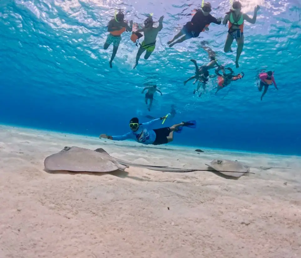 Snorkelers floating above two stingrays on a white sandy seabed as one dives down