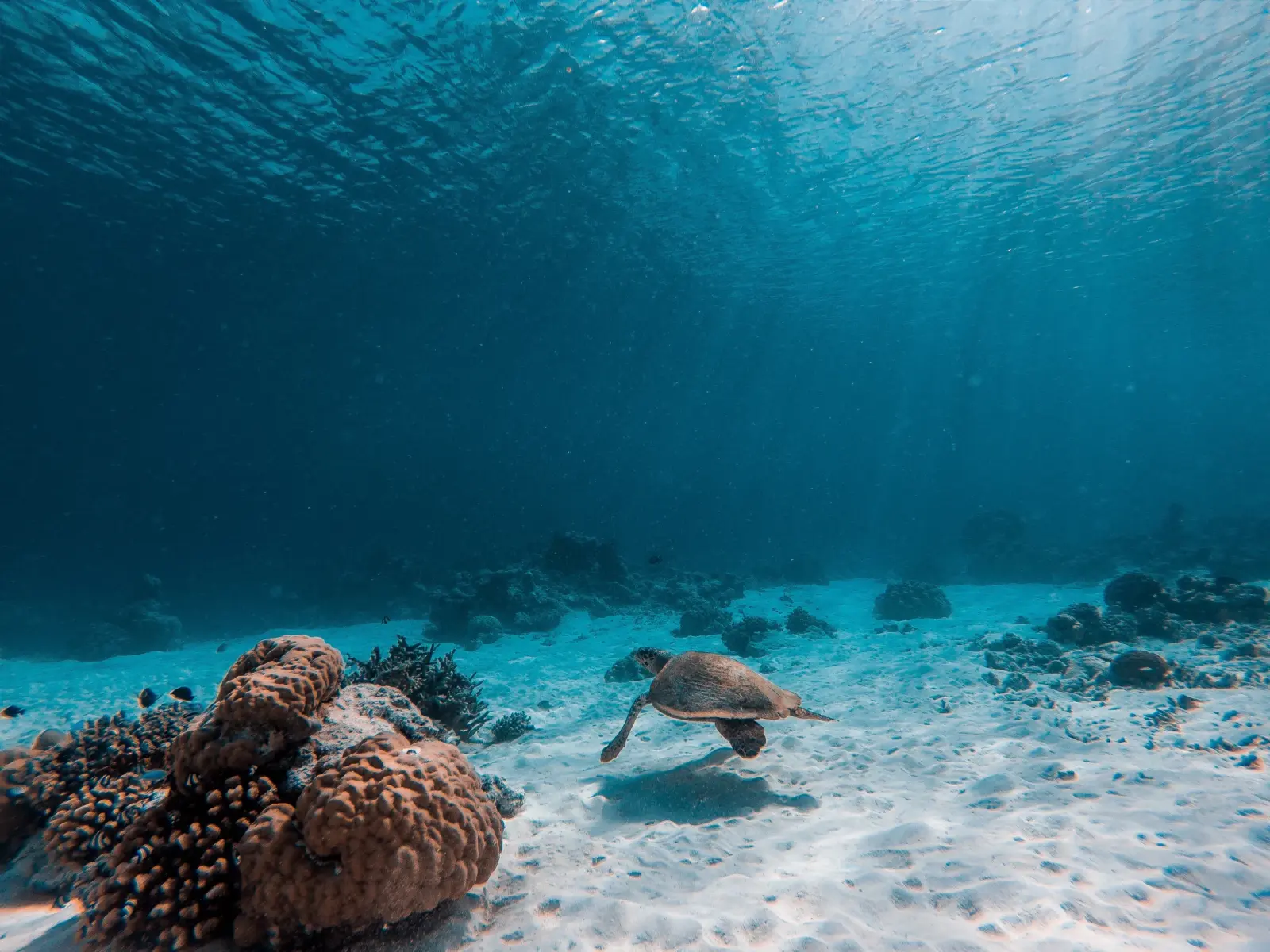 Sea turtle gliding over white sand past coral heads in clear blue water