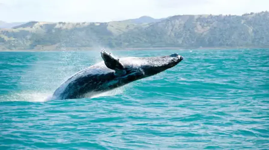 2. Cultural Festivals and Whale Watching - Top Things to Do in Dominican Republic in January