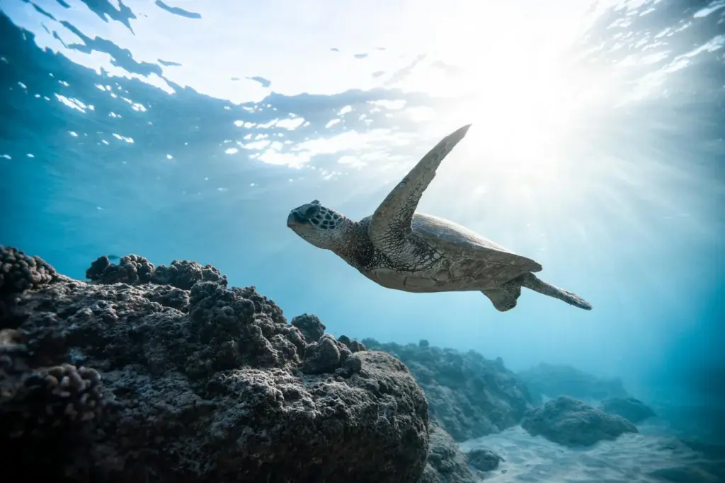 Graceful turtle gliding through sunlit waters!