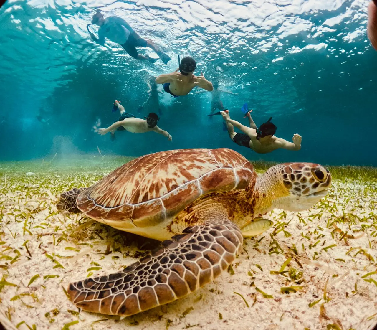 Snorkelers swim above a green sea turtle resting on a sandy, grassy seabed