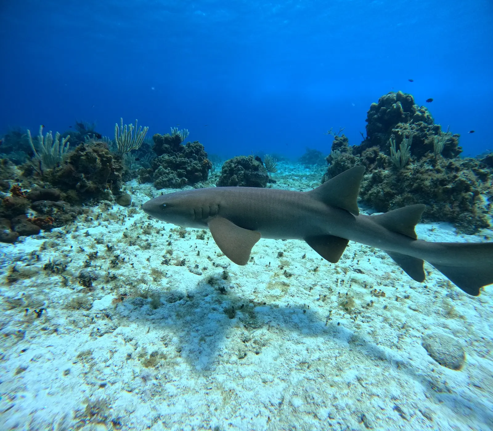 Nurse shark swimming over pale sand between coral heads on the reef