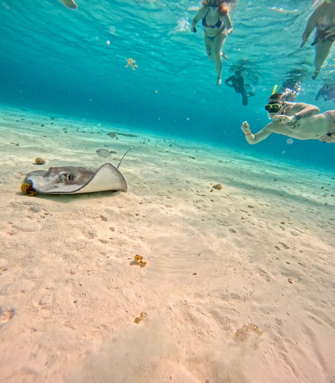 Snorkelers swimming over a stingray resting on the sandy seabed