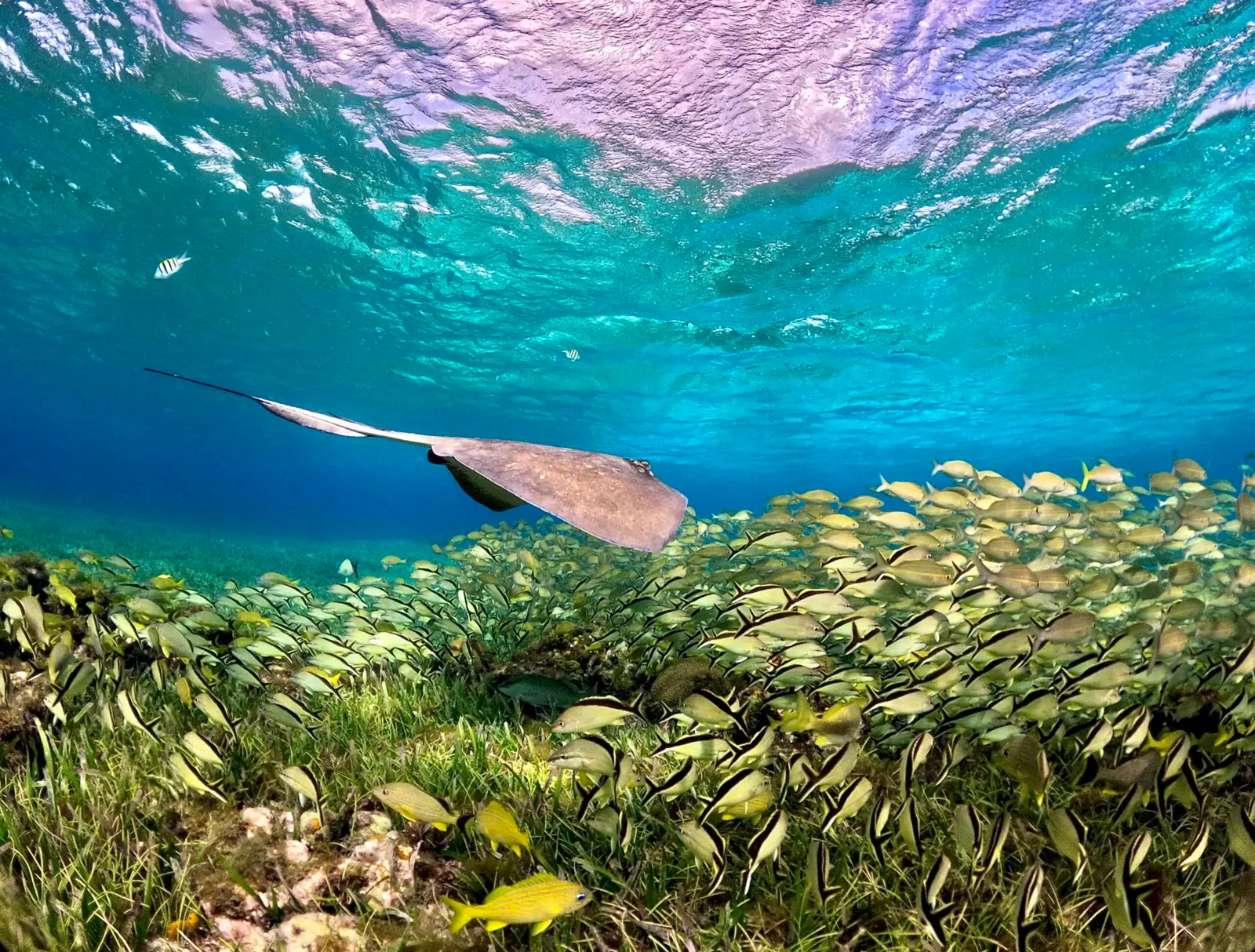 Ray gliding over a seagrass bed above a school of yellow-striped fish
