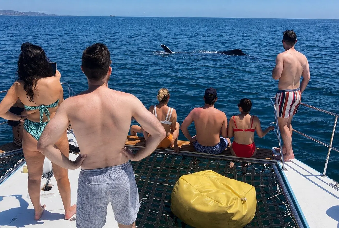 Guests on the catamaran's bow nets watching a whale surface in Banderas Bay
