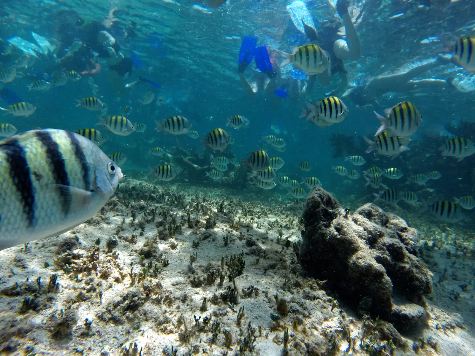 School of striped sergeant major fish over a sandy reef as snorkelers swim above