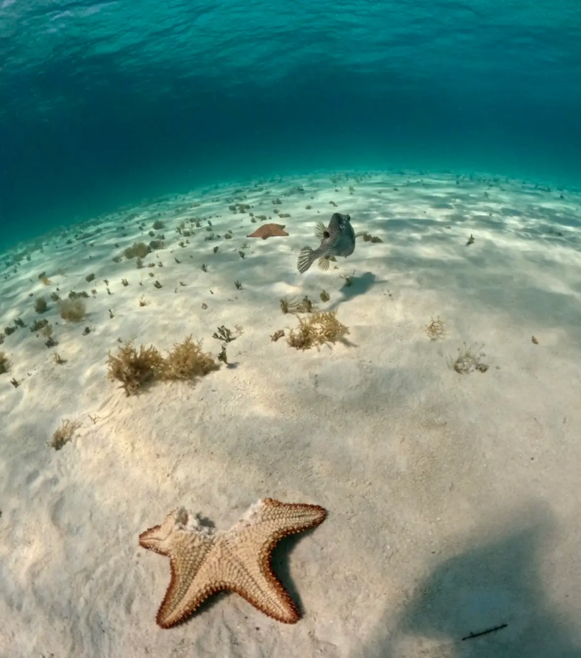Orange cushion sea star on the El Cielo sandbar with a stingray in the distance