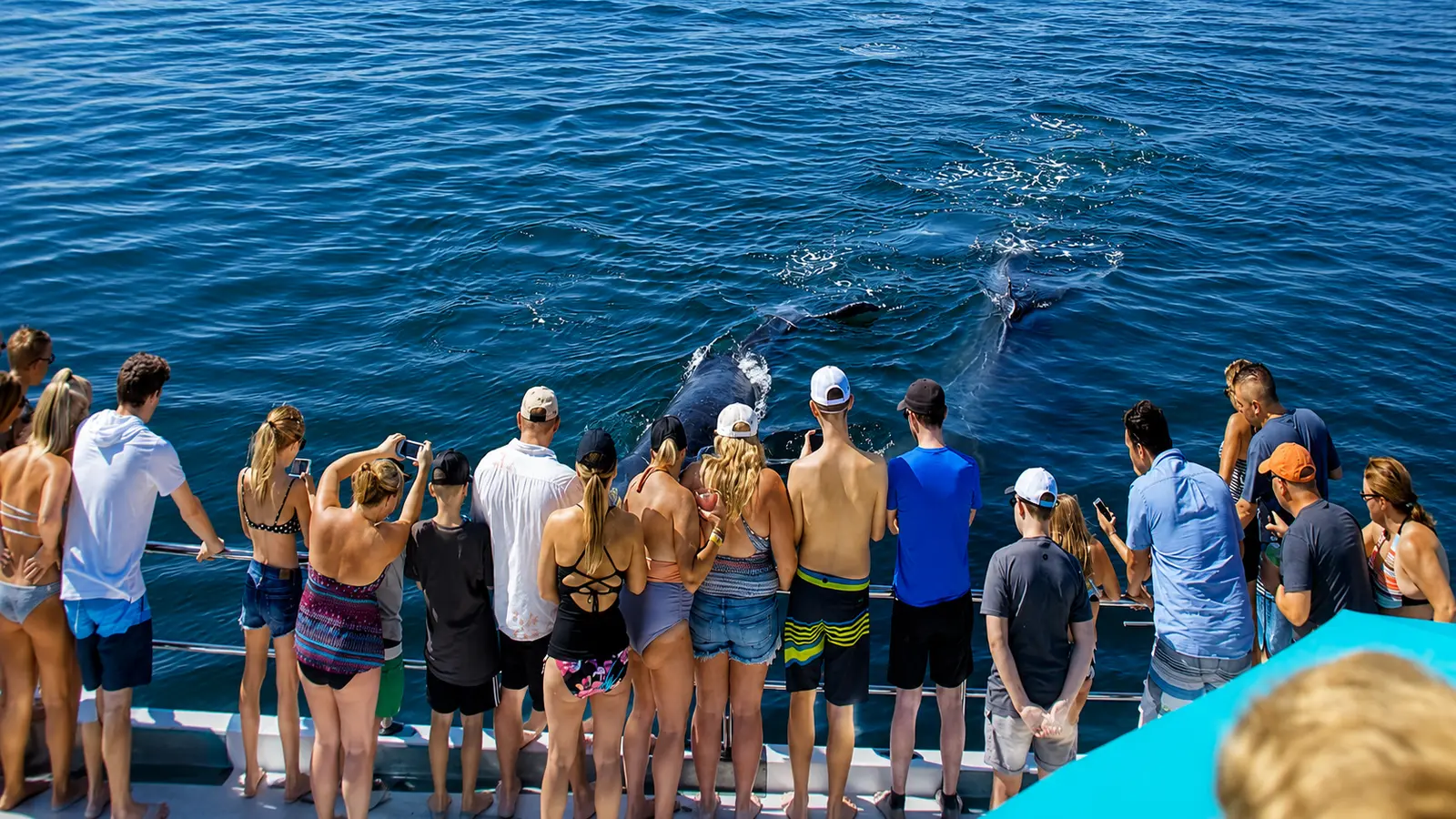 Guests line the catamaran's bow to watch whales surfacing in the deep blue bay