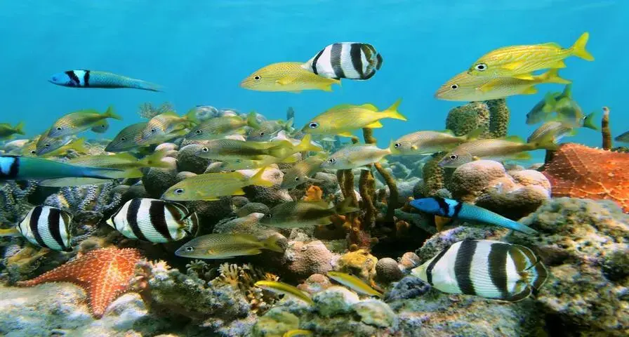 Fact 2: Home to the Longest Coral Reef in the Dominican Republic