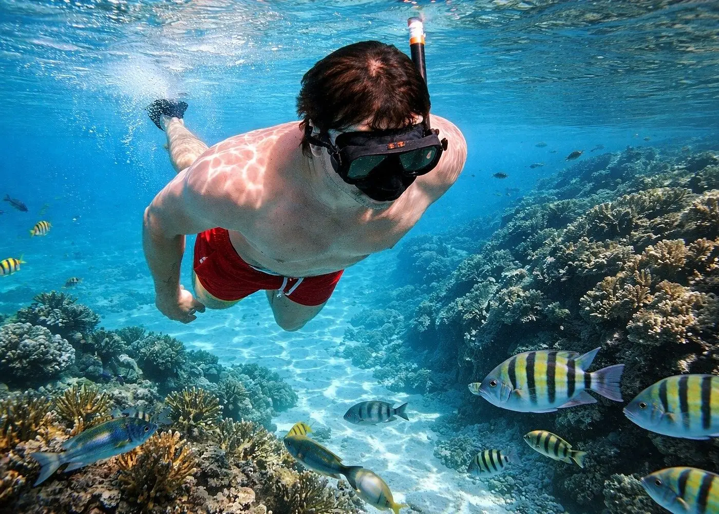Snorkeler in red shorts swimming over a coral reef among striped sergeant major fish